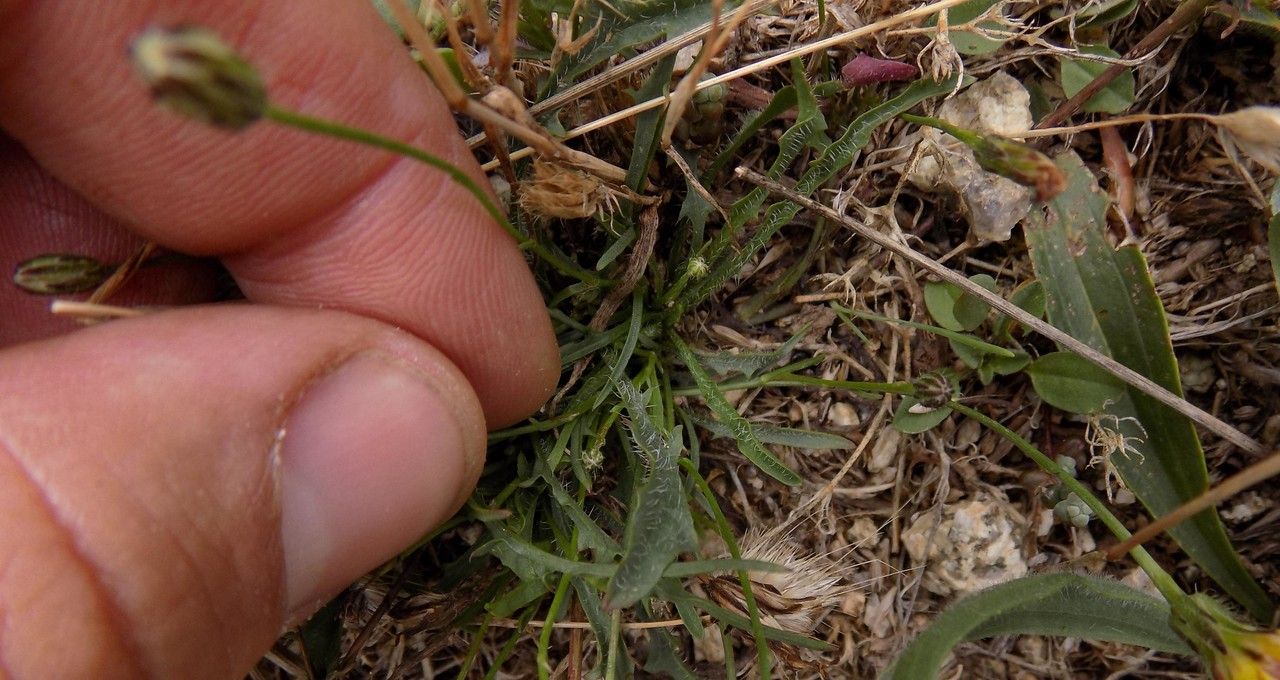 Pilosella soleiroliana — houseplant care guide