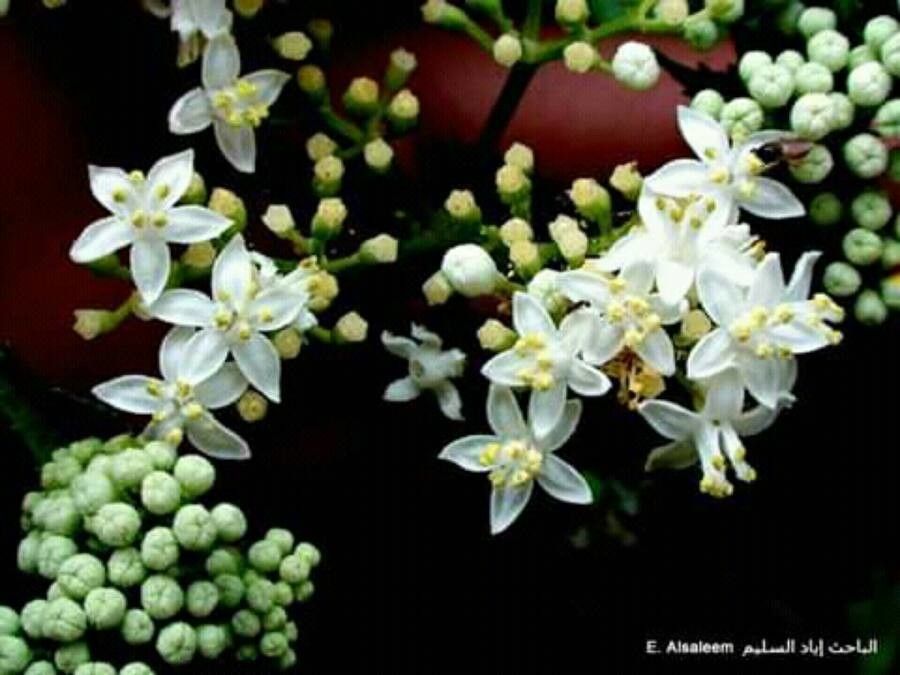 Sambucus javanica — search result for 'Adoxaceae'