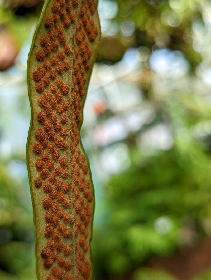 Pyrrosia distichocarpa fruit