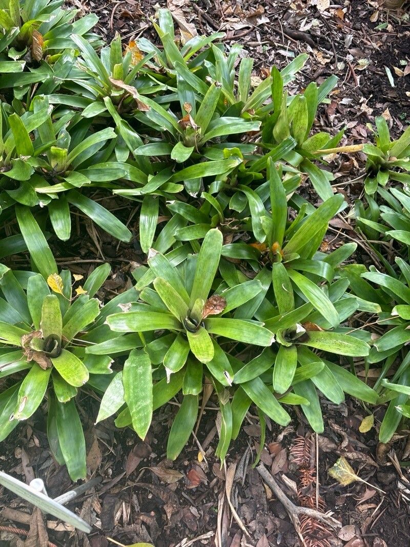 Nidularium rutilans leaf