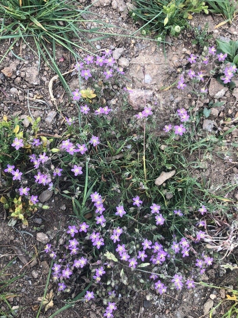 Spergula rubra habit
