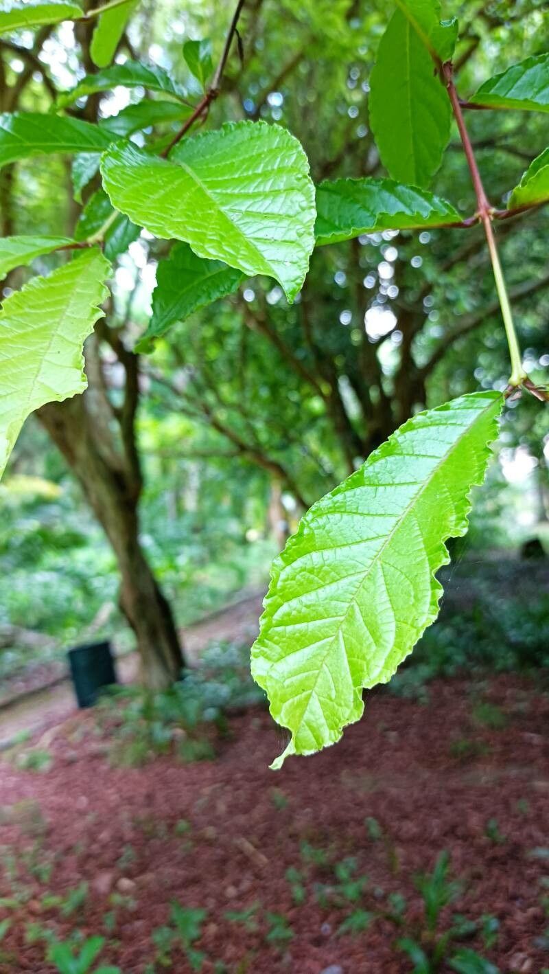 Campomanesia reitziana leaf