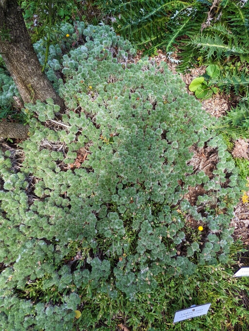 Cotula hispida habit