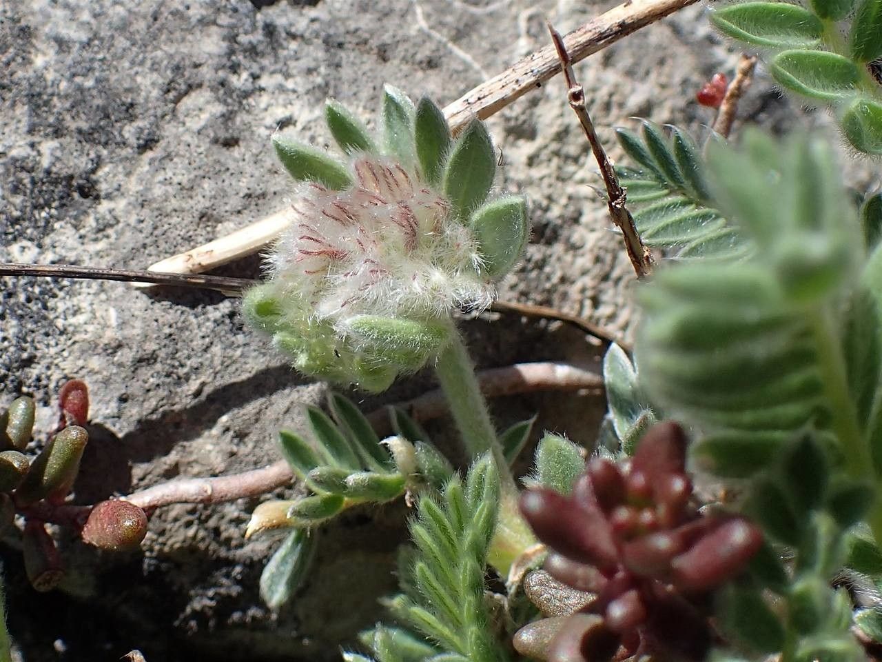 Anthyllis montana fruit
