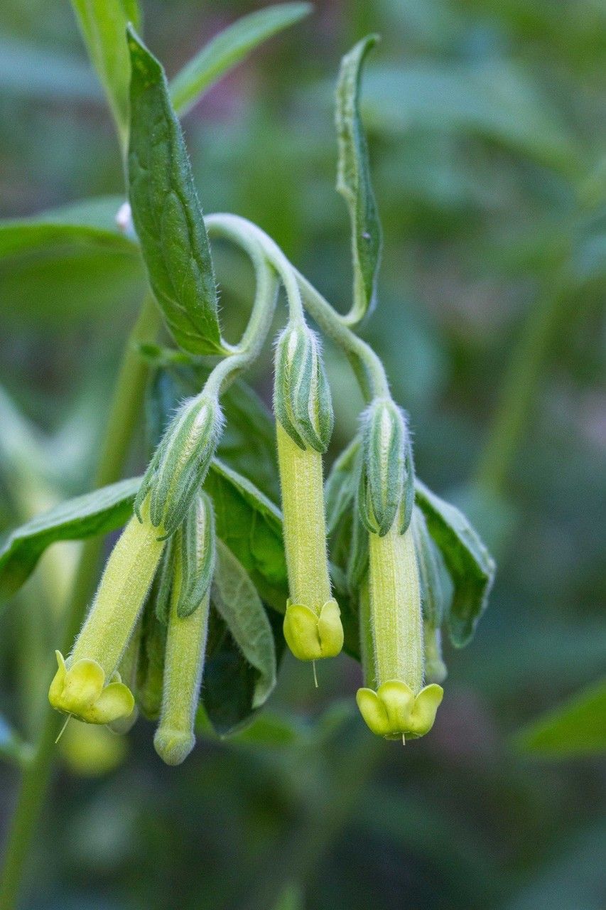 Lithospermum viride — houseplant care guide