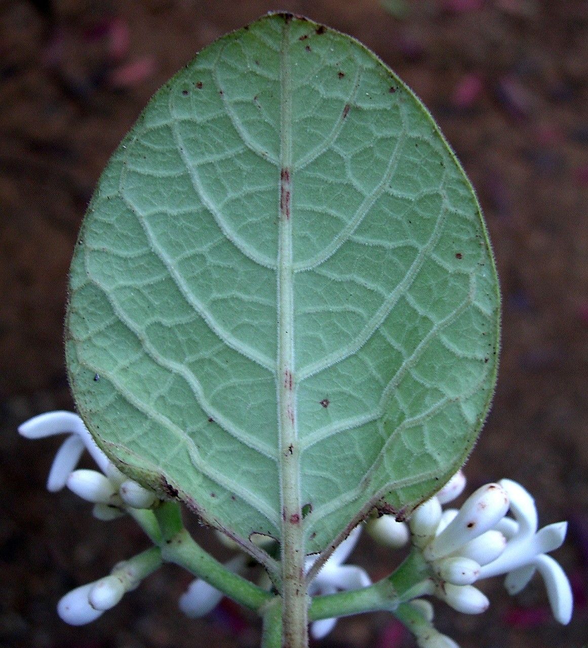 Psychotria frondosa — houseplant care guide