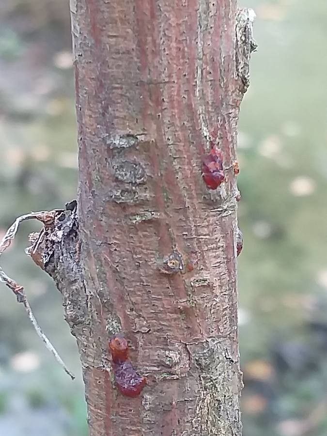 Glyptostrobus pensilis bark