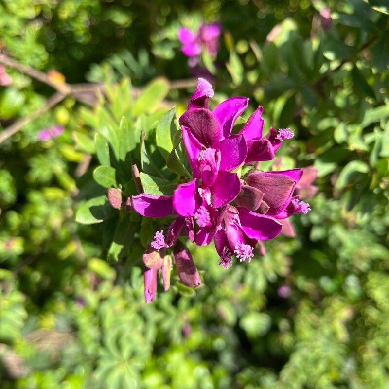 Polygala × dalmaisiana — search result for 'Polygala'