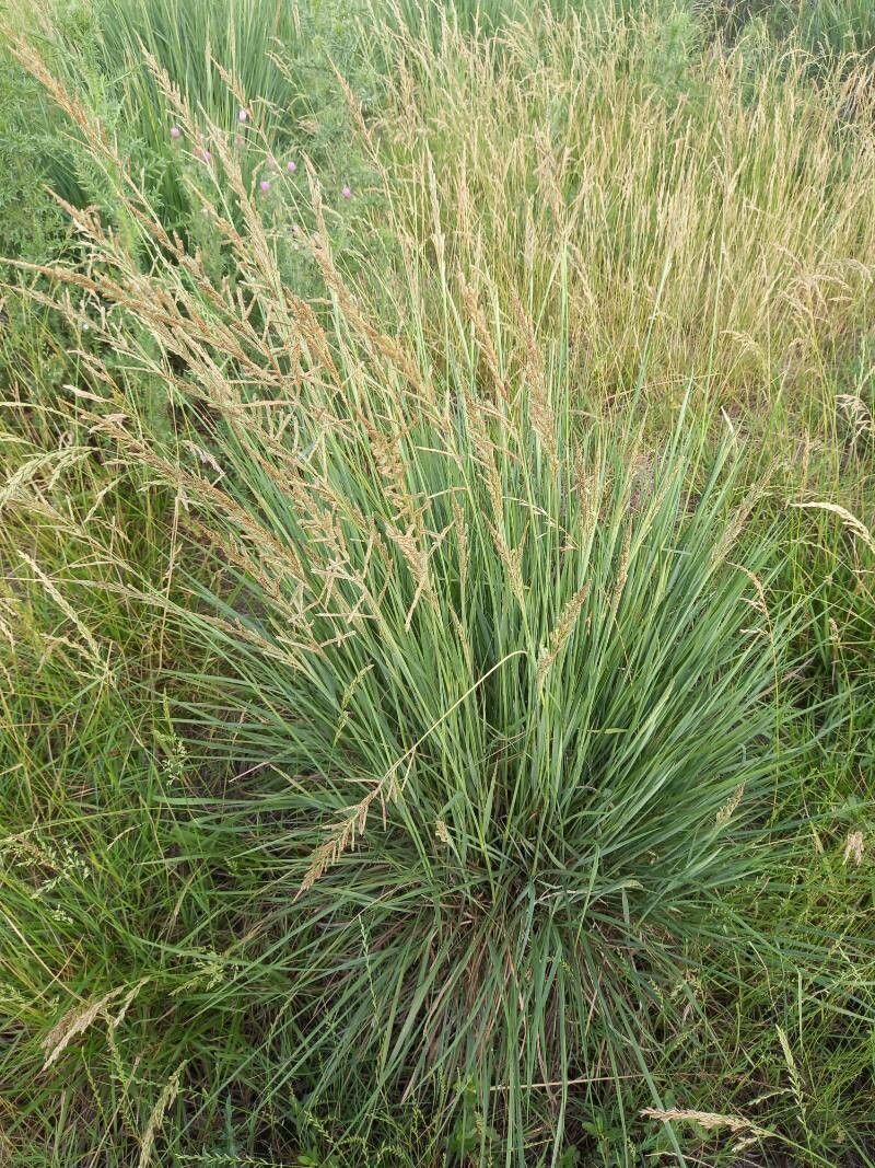 Paspalum quadrifarium fruit