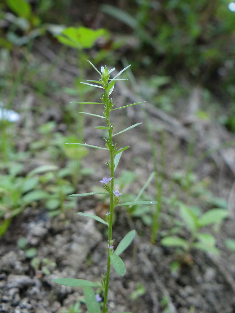 Lythrum thesioides — search result for 'Lythrum'
