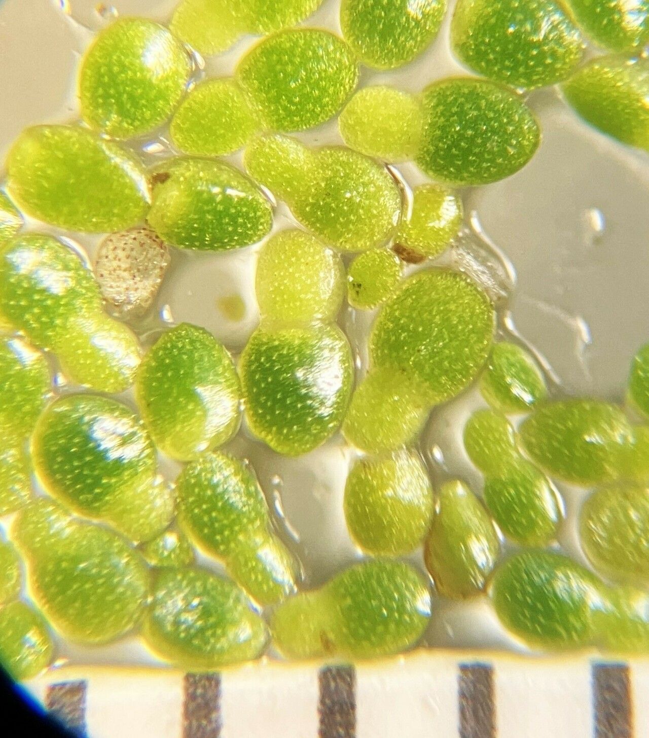 Wolffia brasiliensis — related species from the same genus