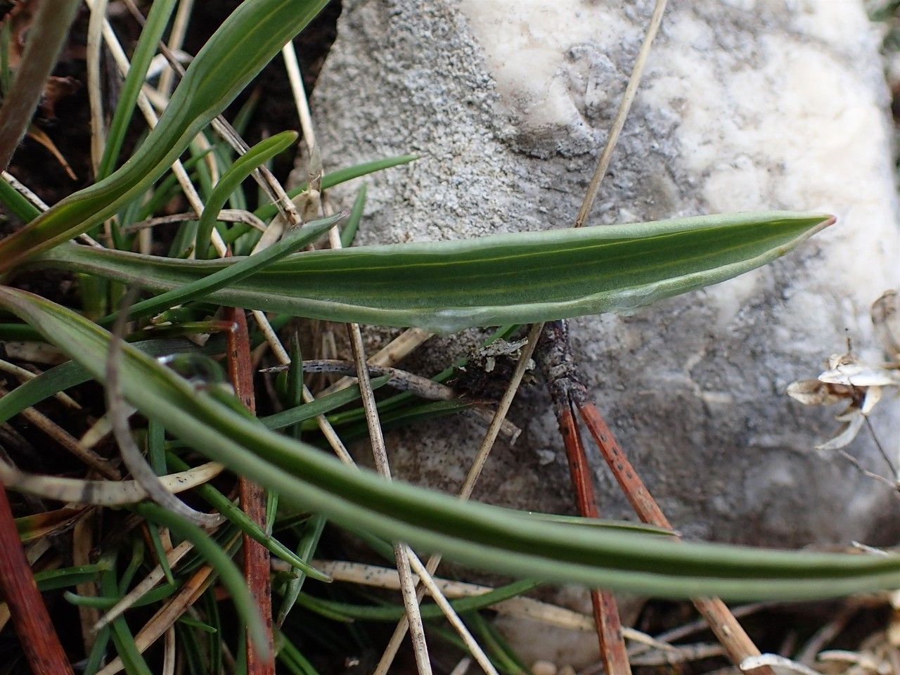 Ranunculus kuepferi — houseplant care guide