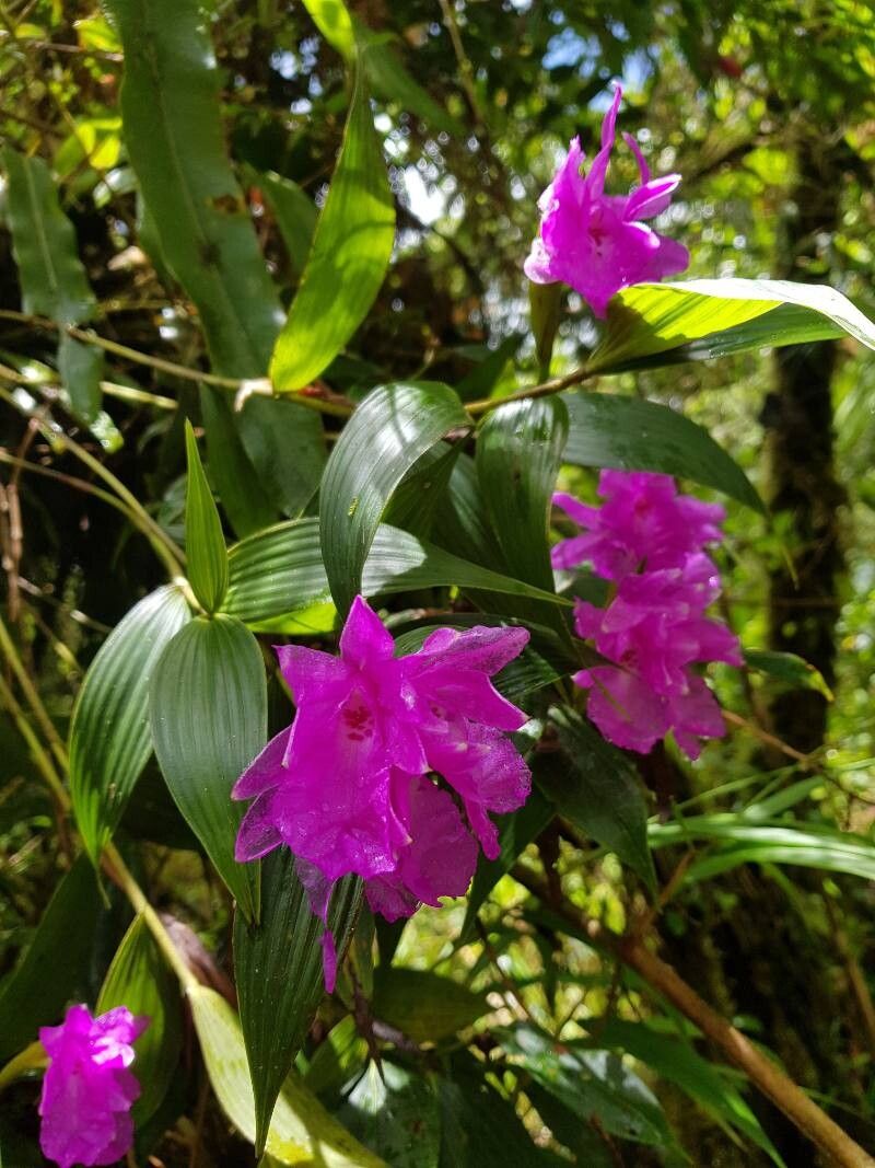 Sobralia amabilis flower
