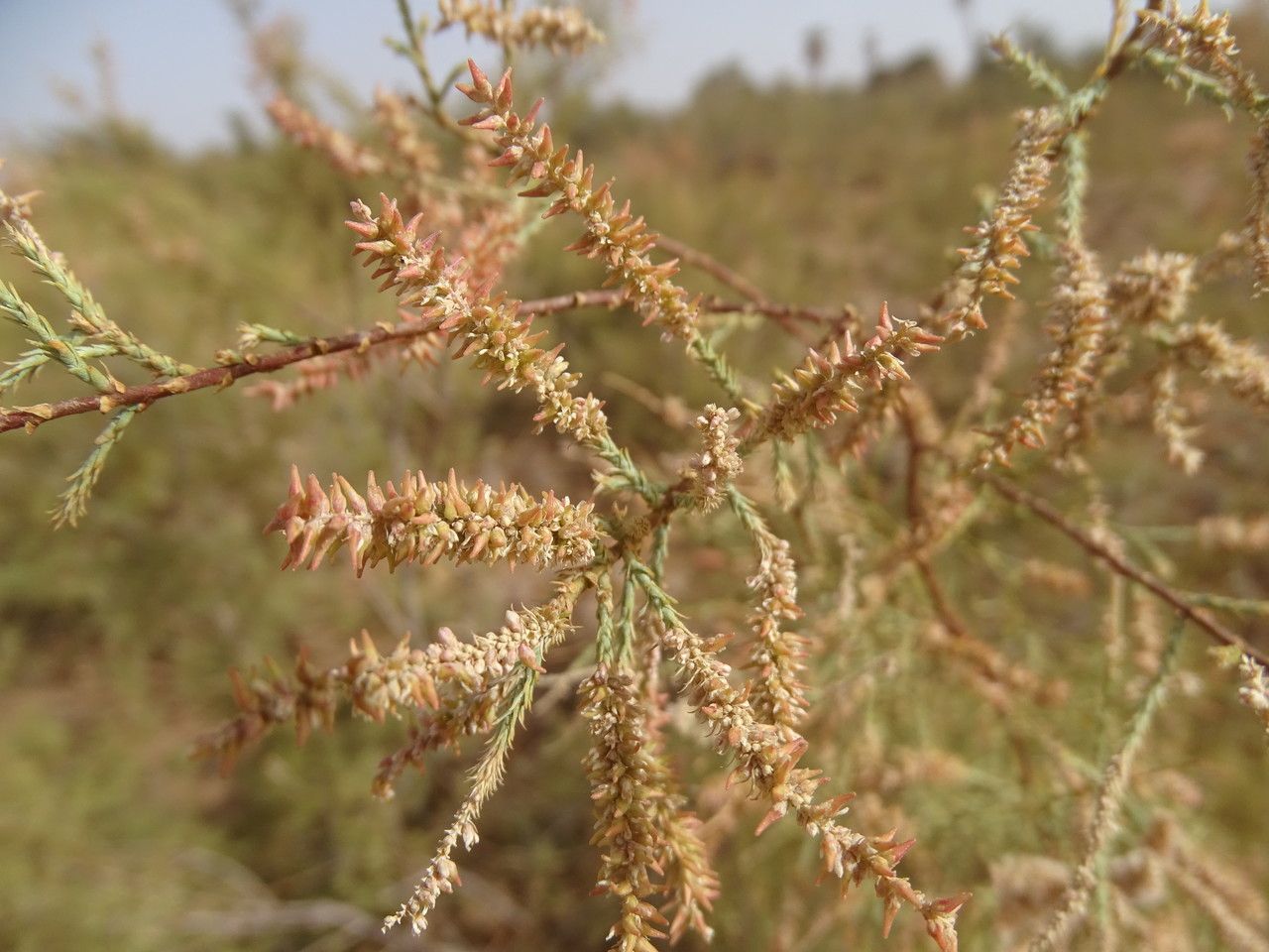 Tamarix amplexicaulis flower
