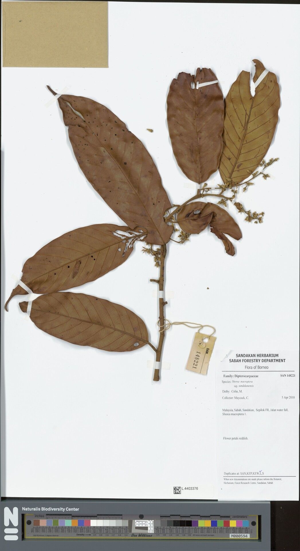 Shorea macroptera — houseplant care guide