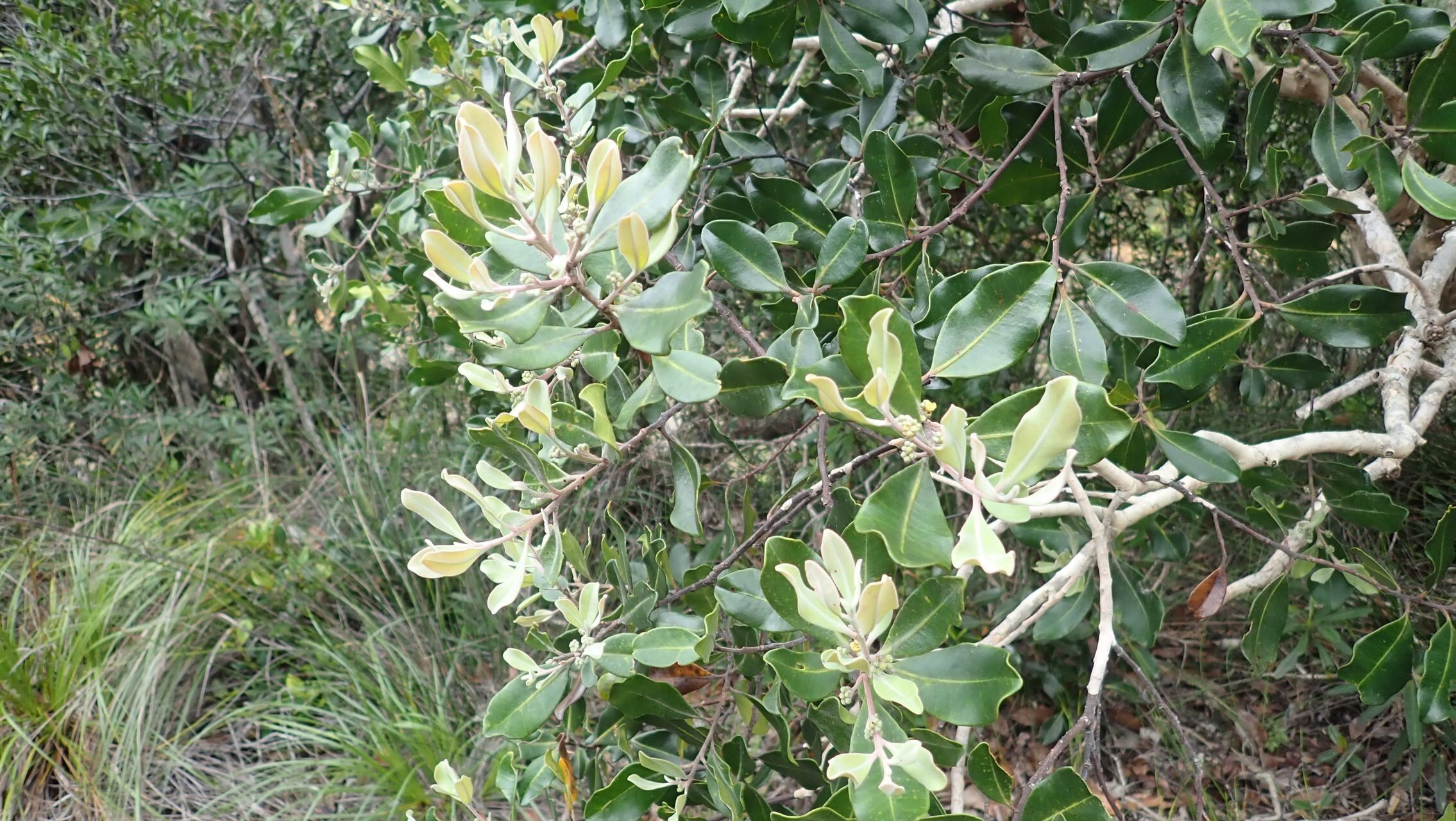 Tristaniopsis capitulata habit