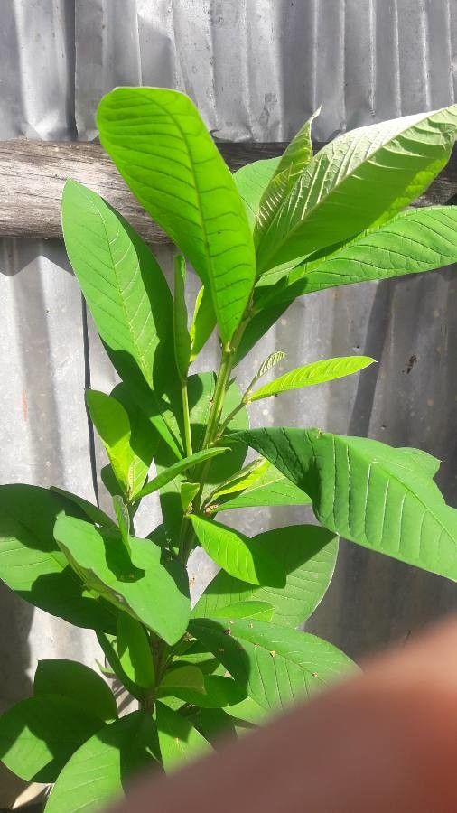 Crotalaria spectabilis