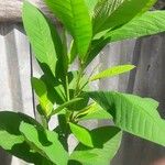 Crotalaria spectabilis
