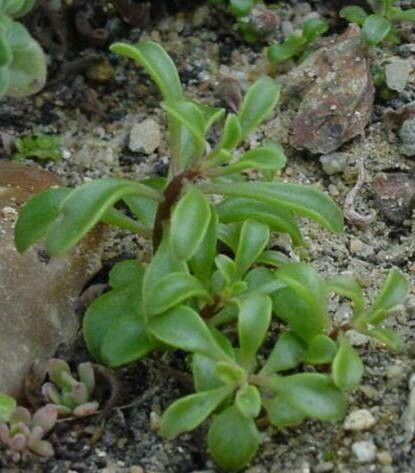 Aichryson dumosum habit