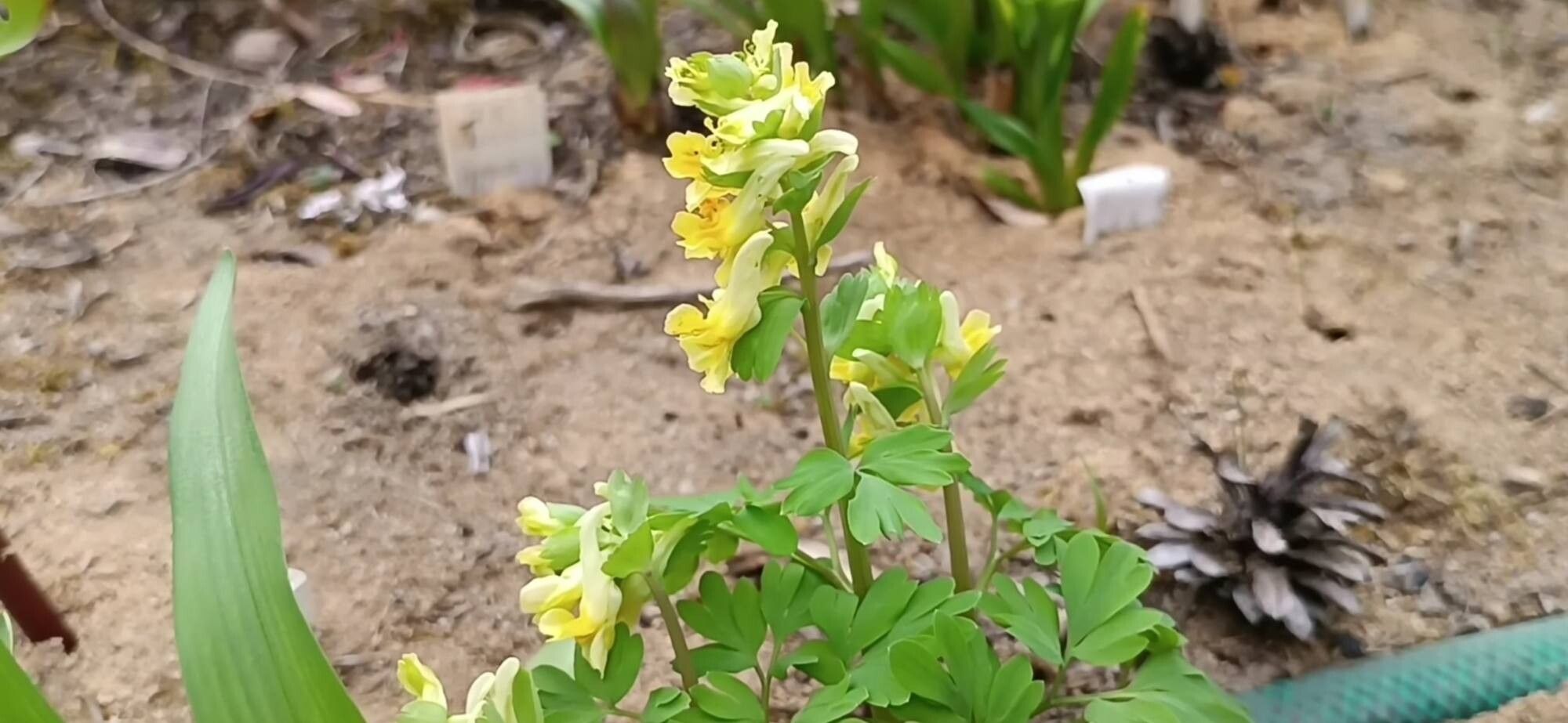 Corydalis bracteata — related species from the same genus