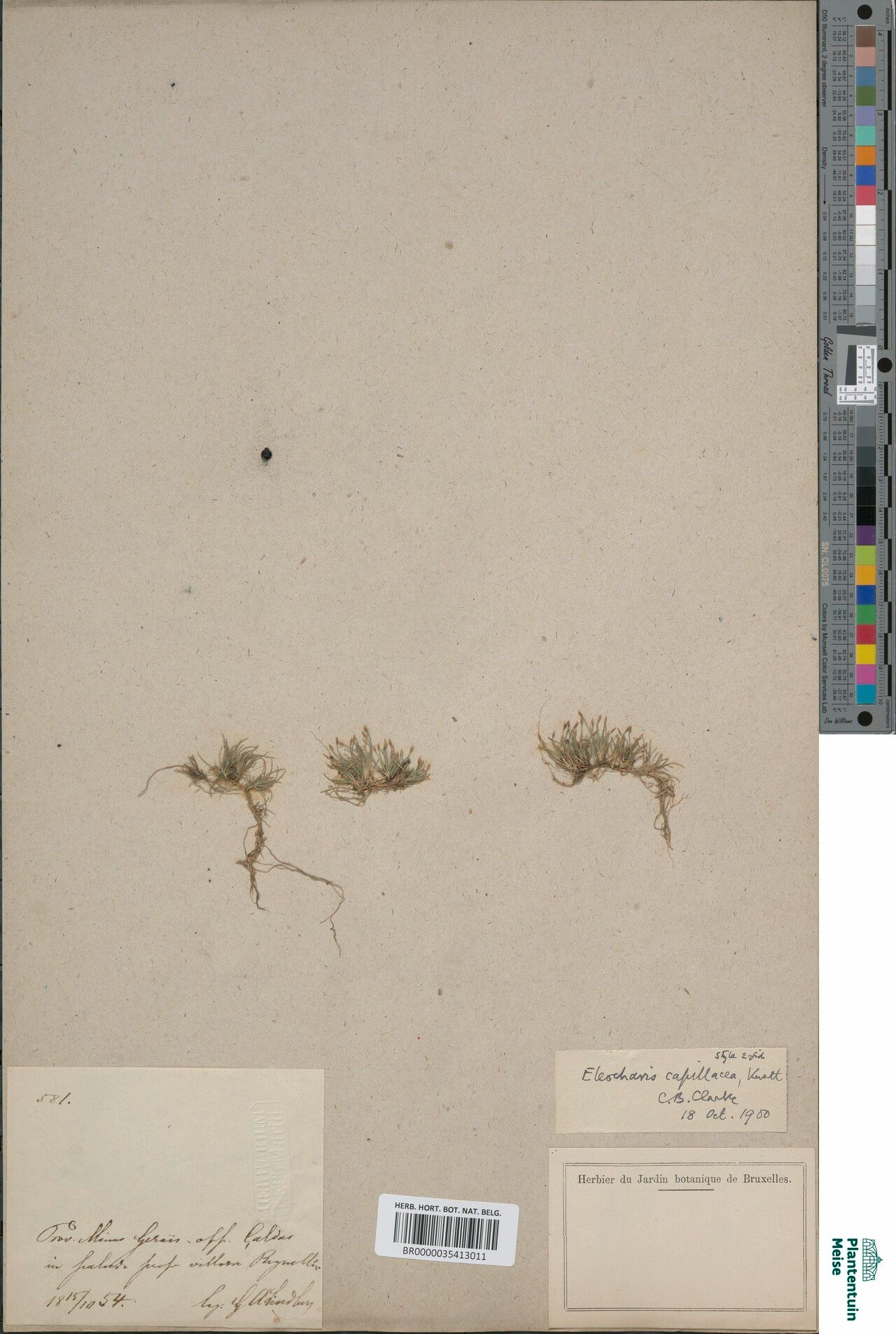 Eleocharis capillacea fruit