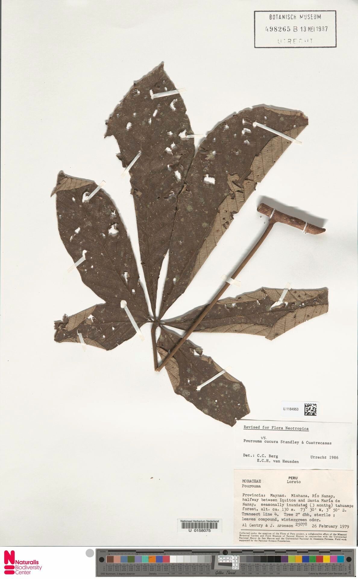 Pourouma cucura leaf