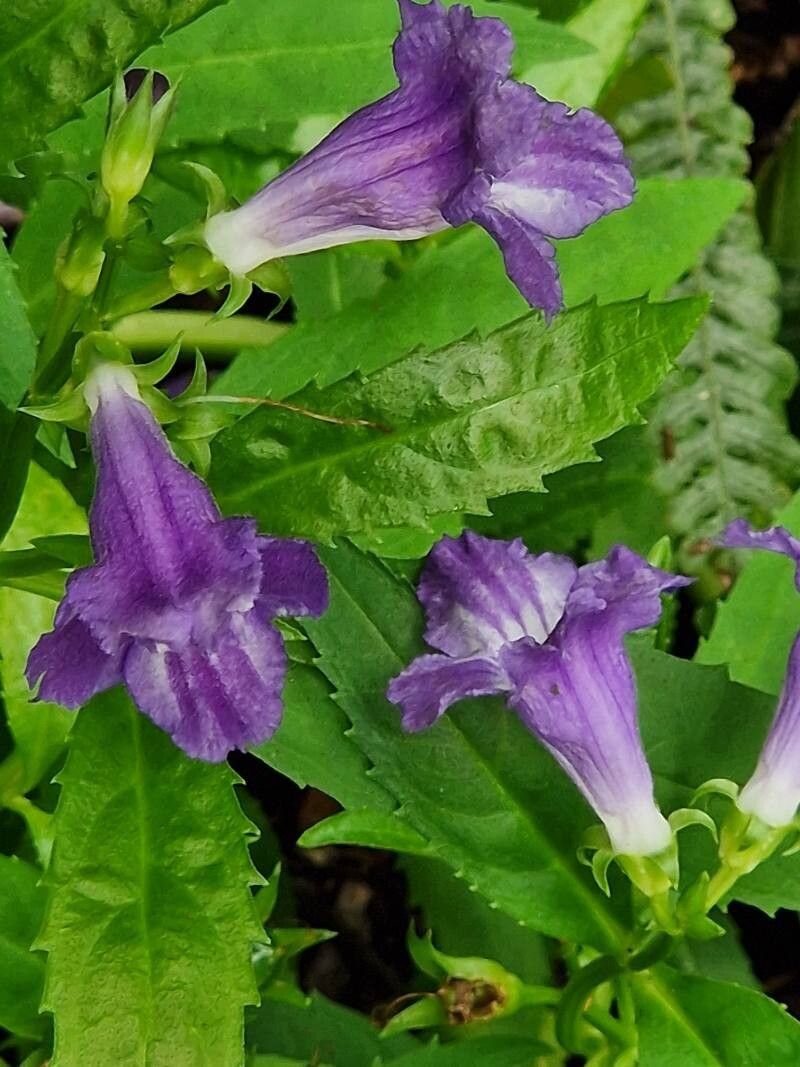 Artanema fimbriatum flower