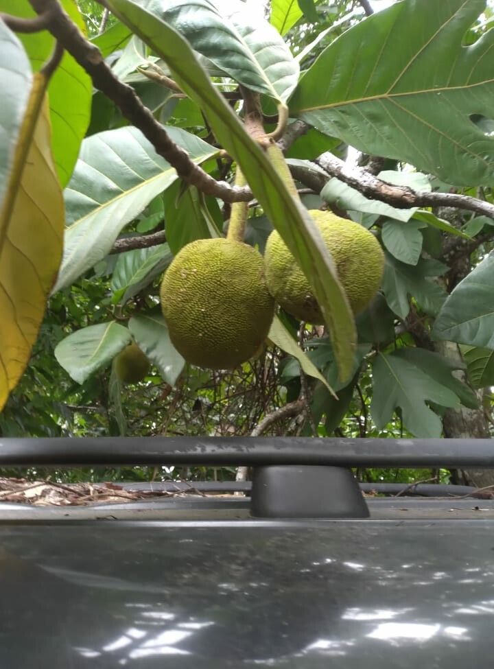 Artocarpus odoratissimus fruit