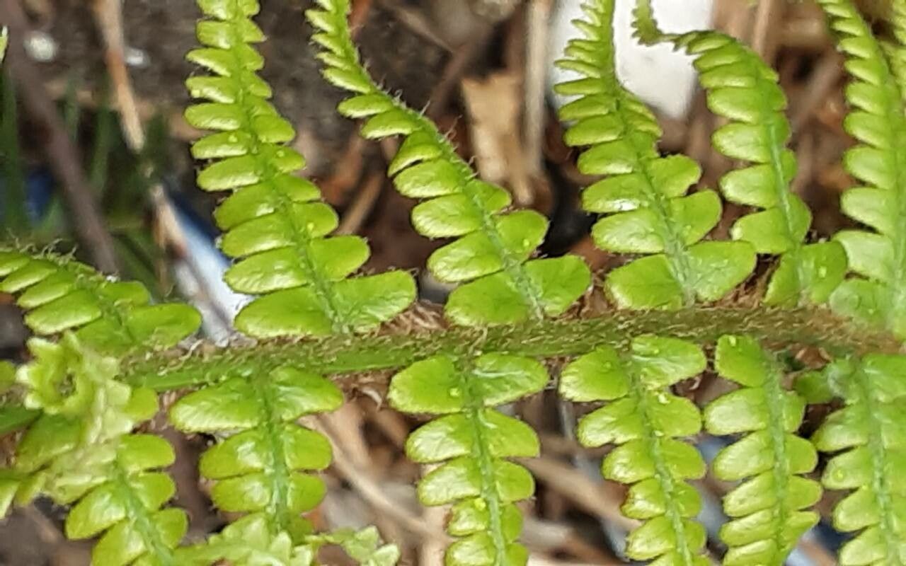 Dryopteris caucasica — search result for 'Dryopteris'