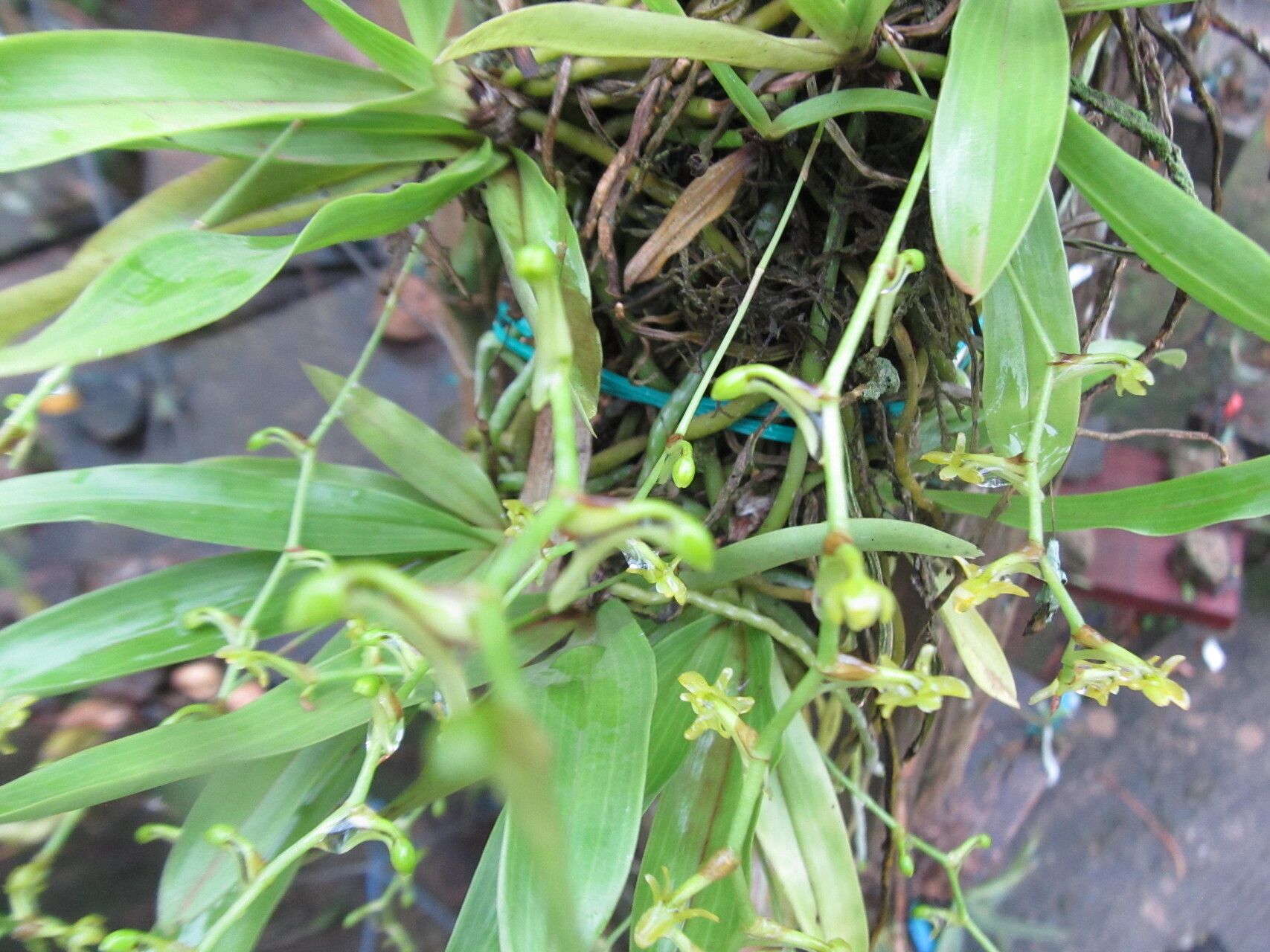 Diaphananthe bueae — related species from the same genus