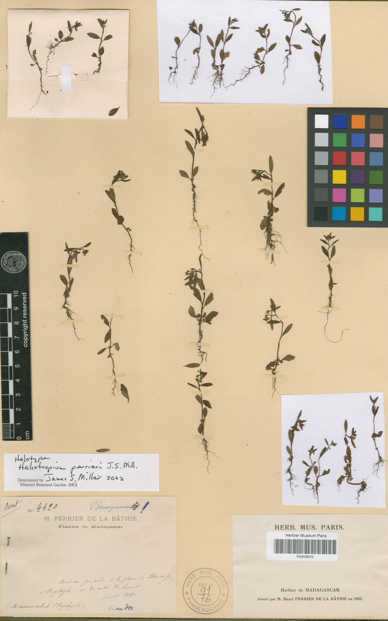 Euploca perrieri — search result for 'Euploca'