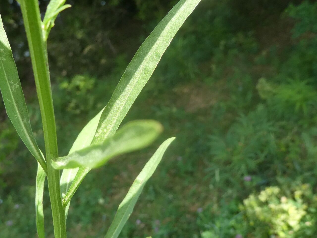 Sisymbrium erysimoides — search result for 'Brassicaceae'