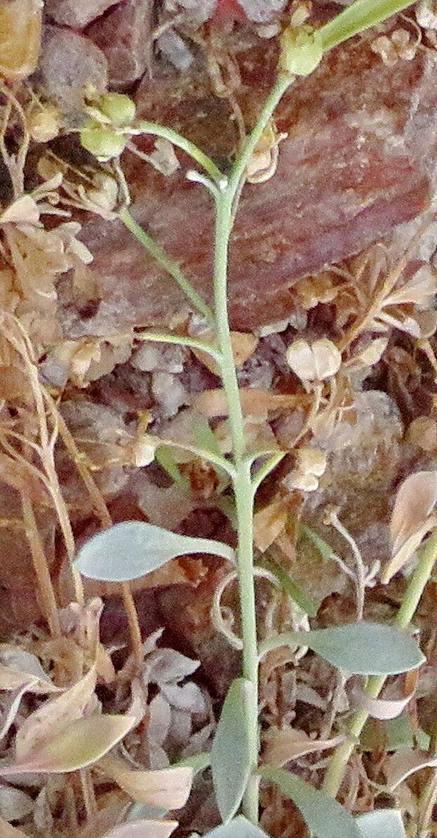 Physaria alpina fruit