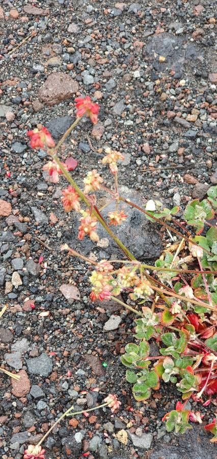 Eriogonum maculatum — search result for 'Eriogonum'