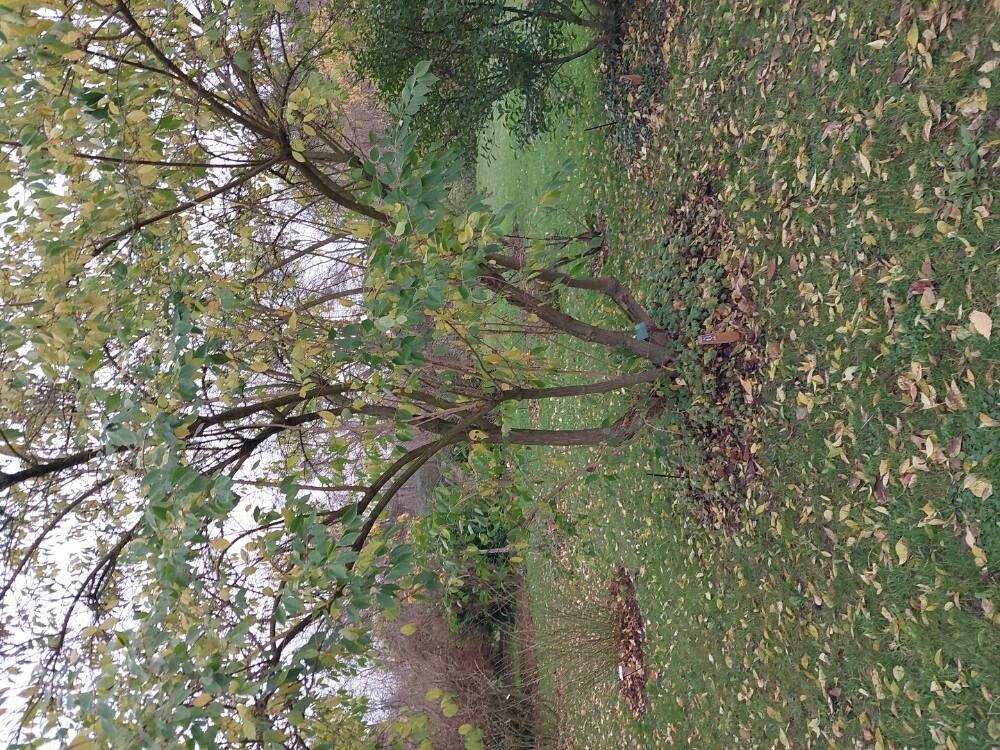 Lonicera quinquelocularis habit