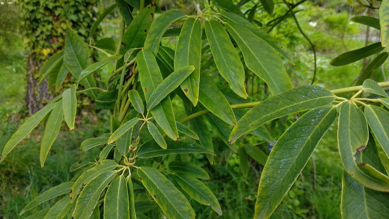 Holboellia latifolia leaf