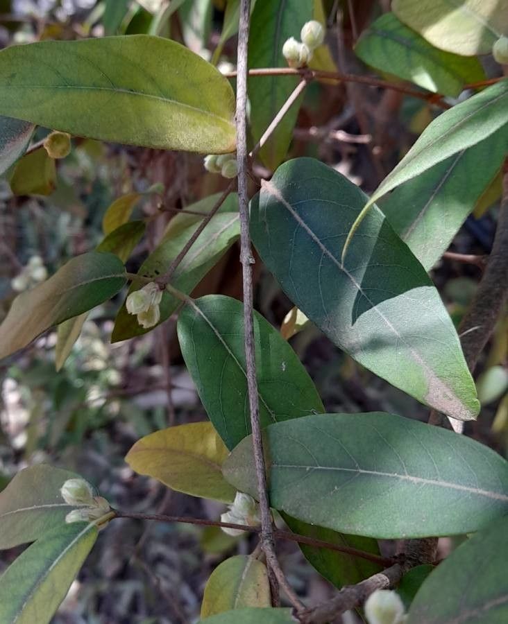 Eugenia myrcianthes — search result for 'Uruguay'
