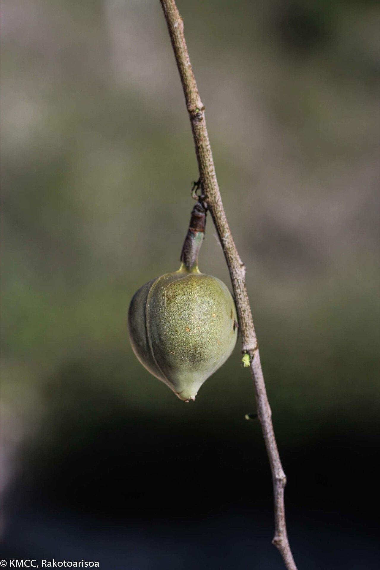 Adenia subsessilifolia — houseplant care guide