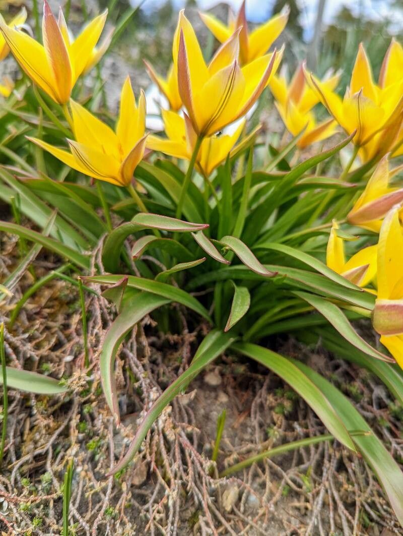 Tulipa tarda — search result for 'Liliaceae'
