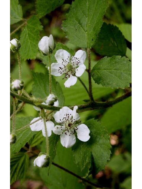 Rubus allegheniensis flower