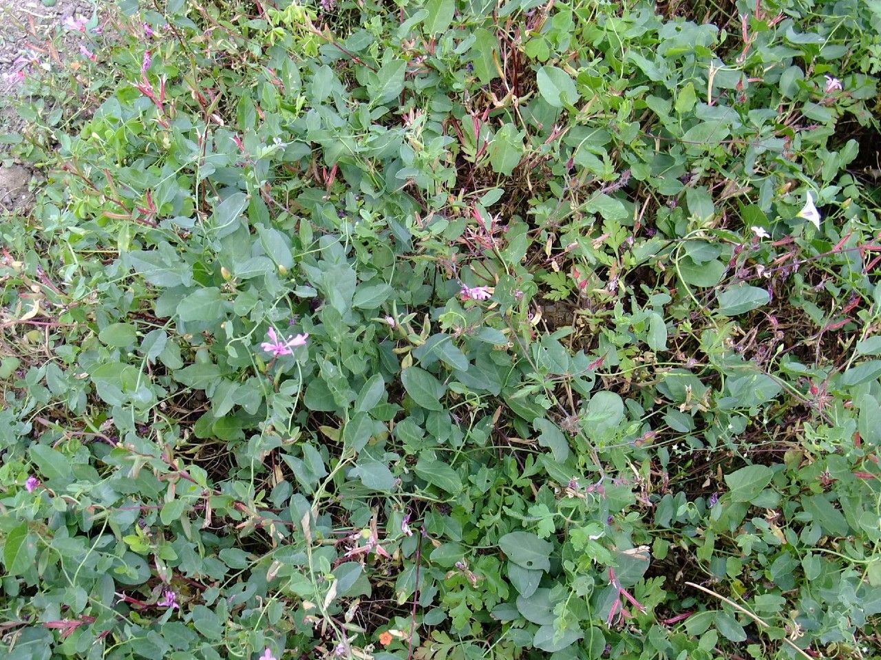 Clarkia concinna habit