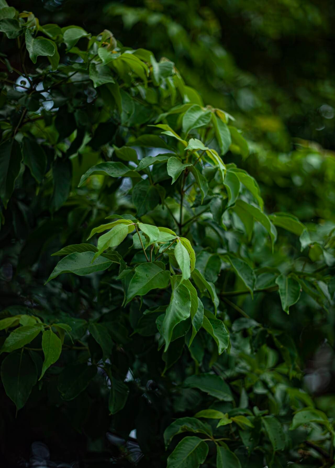 Vitex quinata — search result for 'Vitex'