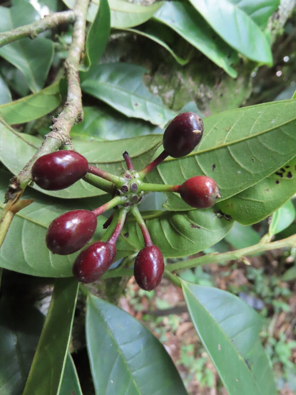 Guatteria costaricensis fruit
