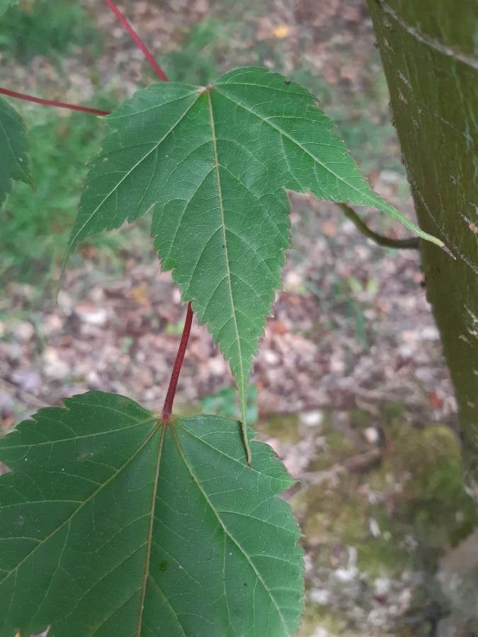 Acer acuminatum leaf