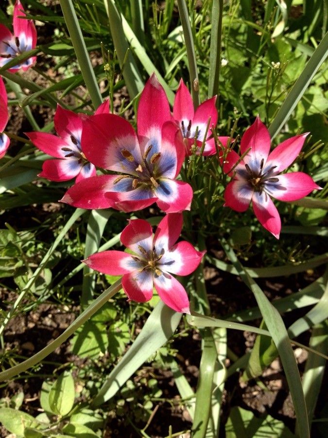 Tulipa clusiana flower