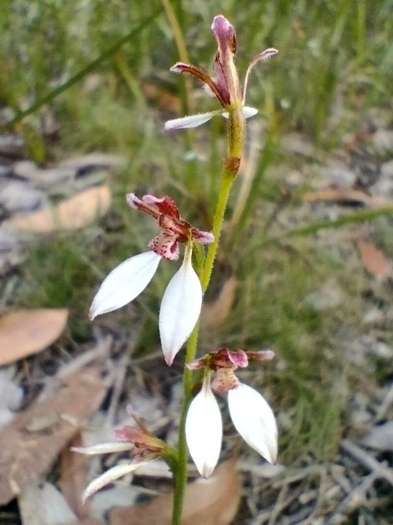 Eriochilus cucullatus flower