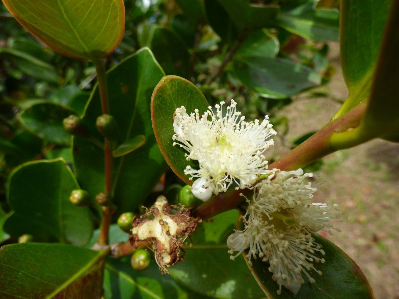 Psidium cattleianum flower