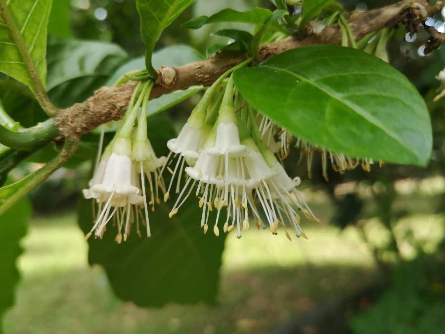 Lonicera pileata flower