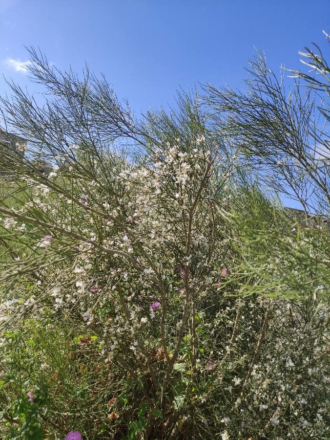 Retama rhodorhizoides — related species from the same genus