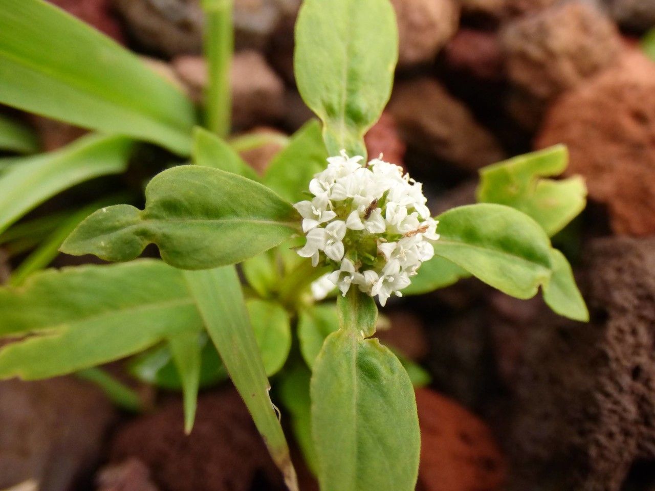 Diodia dasycephala flower